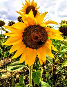 Tournesol