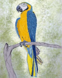 perroquet