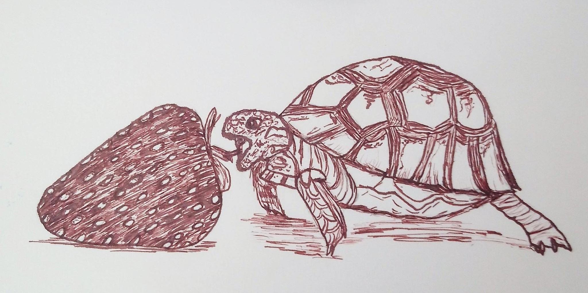 tortue fraise