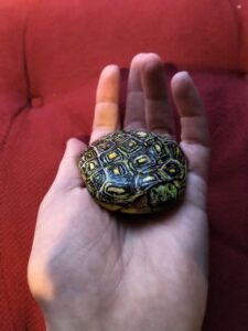 tortue galet