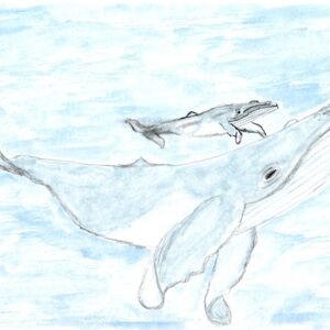 Baleine et baleineau