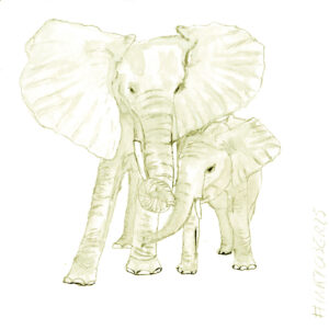 Éléphant et éléphanteau