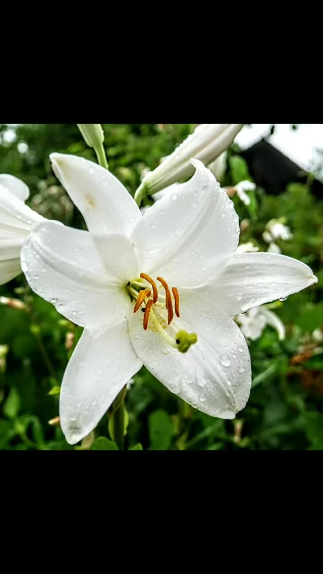 Sous la pluie
Under the rain

#flowers #fleurs
#fruits