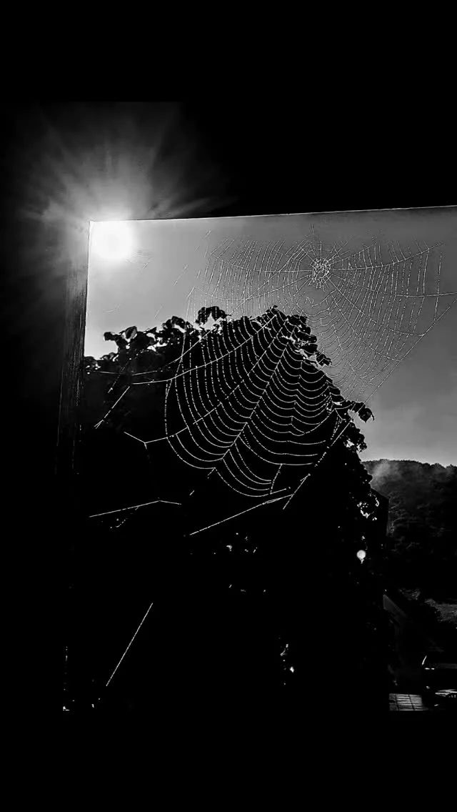 #spider
#arraignee 
#toiledaraignée 
#spiderweb